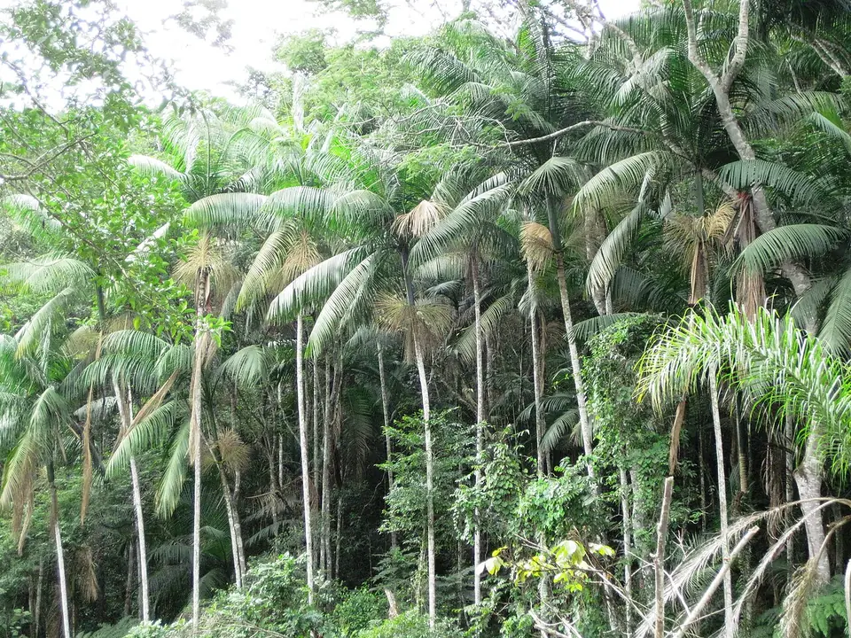 Recanto do Palmital, na Reserva Ibirapitanga, em Santa Isabel